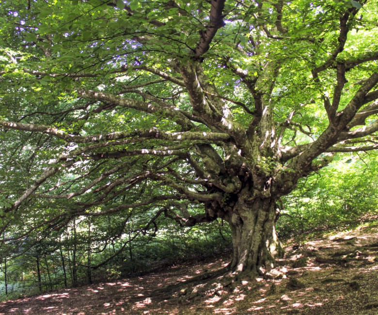 251105-montagnaterapia